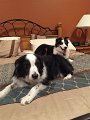 Dogs_7-2016 (2)